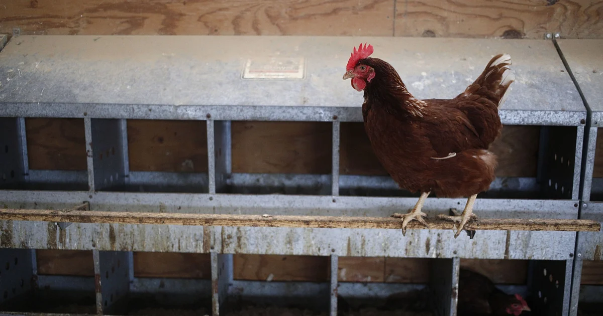 The Chicken And Egg Dilemma Of IPO Financing Returns 1 The Chicken And Egg Dilemma Of IPO Financing Returns
