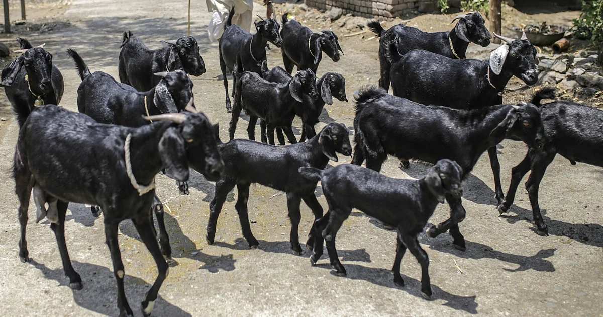 State Elections: Goats For Votes And India’s Sops Series 1 State Elections: Goats For Votes And India’s Sops Series