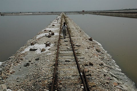NCCS scientists find new microbial species in Sambhar lake