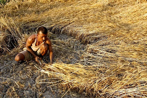 वैज्ञानिकों ने खोजे गेहूं में रोग प्रतिरोधी जींस