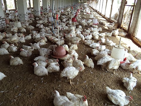 राजस्थानः क्या बर्ड फ्लू के नाम पर फैल रही है अफवाह ?