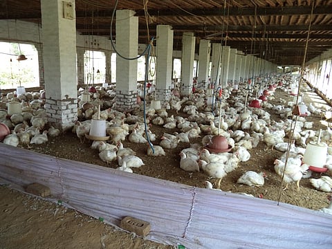 फाइल फोटो: सीएसई