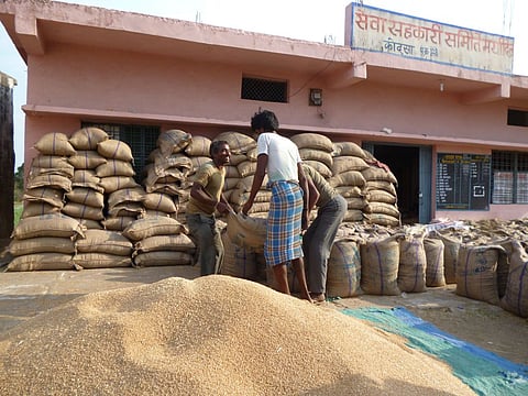 गेहूं संकट: पांच साल बाद थमेगा बंपर उत्पादन का सिलसिला, 13 साल बाद सबसे कम गेहूं खरीदेगी सरकार