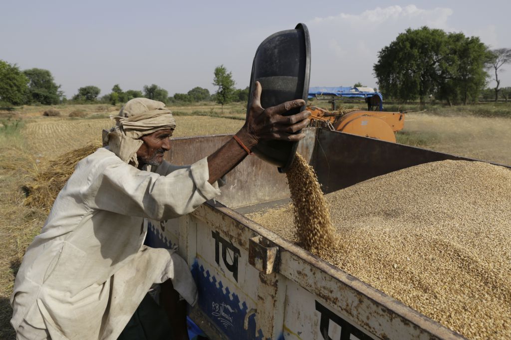 गेहूं संकट: सरकारी खरीद का लक्ष्य नहीं हो पा रहा पूरा, खाद्य सुरक्षा पर संकट बढ़ा