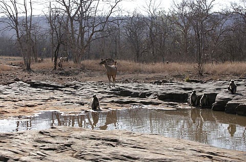 Animals at the Panna Tiger Reserve (Credit: Vikas Choudhary/)