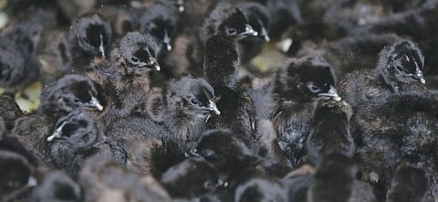 Revival of Kadaknath: rare breed of black chicken from Madhya Pradesh