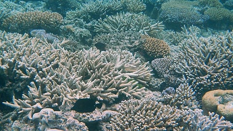 Australia is the only populated continent that was not mentioned in the report, which was produced by UNESCO, UNEP, and the Union of Concerned Scientists. It comes in the wake of one of the Great Barrier Reef’s most significant coral bleaching events – one widely attributed to climate change
Credit:Robert Linsdell