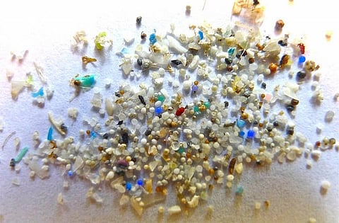 Fish reared on microplastics had reduced hatching rate and displayed abnormal behaviour
Credit: Oregon State University/Flickr