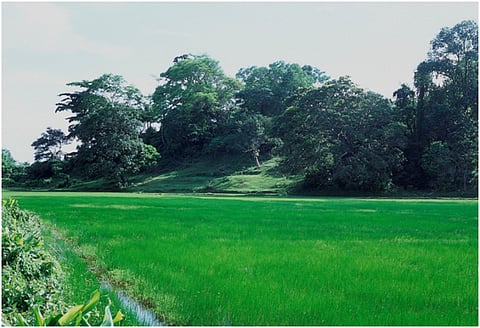 Before the 2004 tsunami, Sippighat was dominated by paddy fields.
Credit:Sameer Ghodke