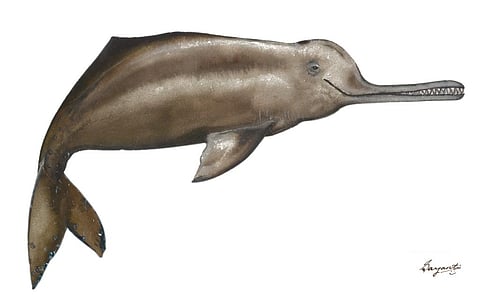 Gangetic dolphins, found in the Brahmaputra, suffer from habitat destruction and are traded for their flesh and oil (Photo provided by NGO HelpEarth)