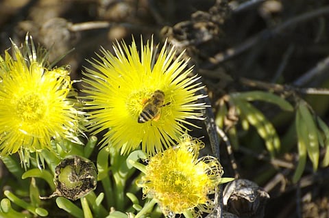 The mismatch between the flowering time in plants and the flight time of insects is disrupting pollination process Credit: Jerry Kirkhart / Flicker