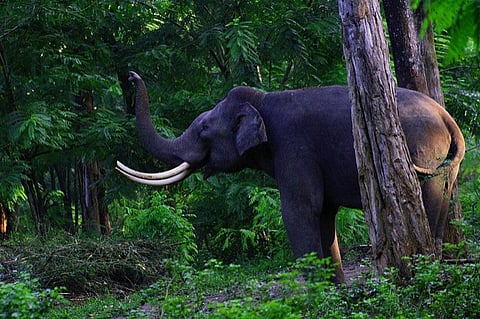 Life in the wild promotes biological diversity, which in turn, provides materials for food, clothing, medicines, papers, beverages and spices for daily use
Credit: Nagesh Jayaraman/Flickr