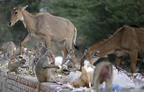 Blue bulls normally prefer open landscape and jungle of ber trees. They also travel in a group of four to 12 and have both browsing and grazing habits
Credit: Vikas Choudhary