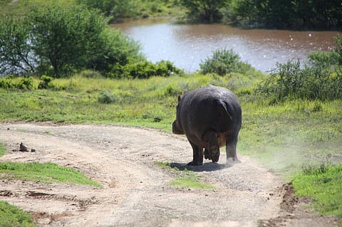 Zambia had decided to go for controlled slaughter of up to 2,000 hippos over the next five years Credit: Steve Elliott /Flicker
