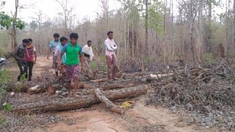 The Chattisgarh Rajya Van Vikas Nigam (CGRVVN), like most other forest development corporations in India, was created to launch an aggressive man-made forestry programme
Credit: Shruti Agarwal