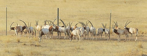 Twenty-five scimitar-horned
oryx were released in Chad's
Ouadi Rime-Ouadi Achim Game
Reserve this March (Courtesy: Sahara Conservation Fund)