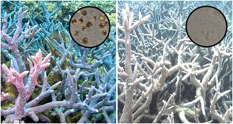 Healthy v bleached coral with presence or absence of microscopic Symbiodinium algae shown in circles (Photo: Rachel A Levin)