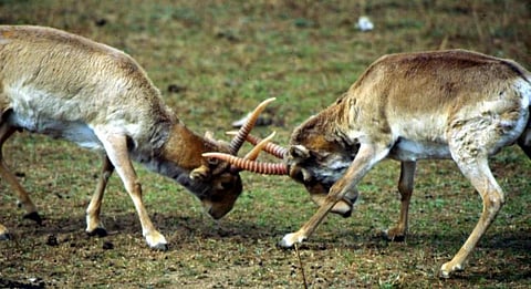Two Saiga antelope males spar  Credit: Flickr