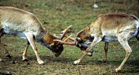 Two Saiga antelope males spar Credit: Flickr