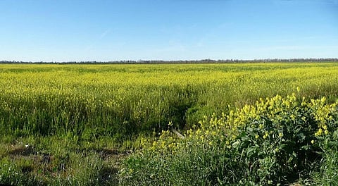 In a strongly-worded statement, the coalition alleged that “massive failures and rigged mechanisms” were adopted for research, development and testing of GM mustard
Credit: Bev Sykes/Flickr