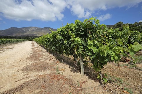 These investments were made with the aim of expanding agribusiness but have failed to address food and financial crises (Photo credit: iStock)