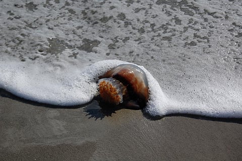 Scientific community is divided over whether there really has been a sustained global increase in jellyfish numbers Credit: Joanna Lee Osborn/Flicker