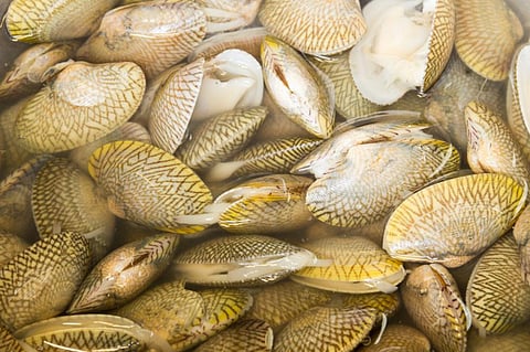 Direct transmission of cancer among some marine animals may be more common than thought (Credit: iStock photos)