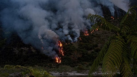 When only one hectare of forest is chopped down and burned, about 300 tonnes of carbon are released into the atmosphere Credit: Alex Indigo/ Flicker