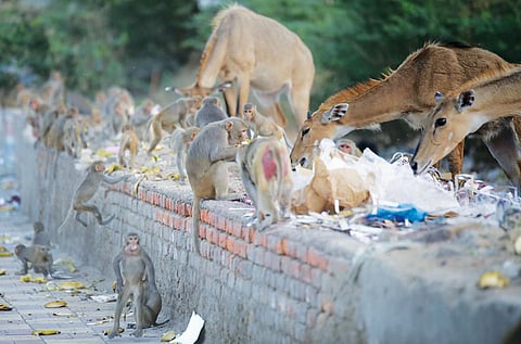 Photo: Vikas Choudhary