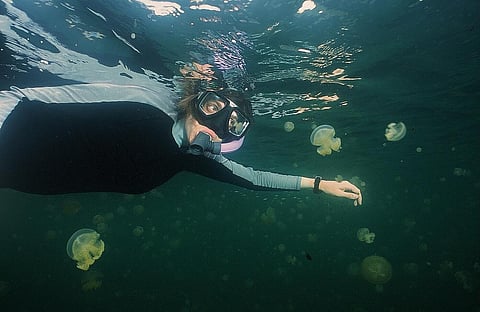 'Smell-free seas' would be a disaster for marine life Credit: bettyx1138 / Flicker