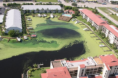 Representative image of algae bloom in Florida (Photo courtesy: John Moran, via Wikimedia Commons)