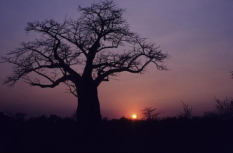 A Baobab tree silhouetted against the setting sun in Botswana Credit: Flickr