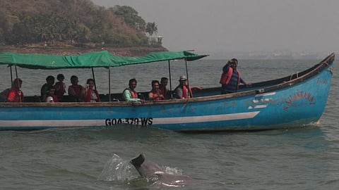Humpback dolphin is the focal species for tourism in Goa (Credit: Bhaskar Goswami/CSE)