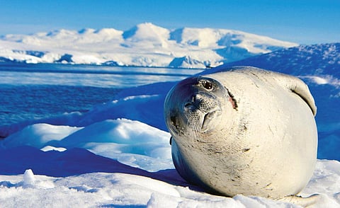 Antarctica is home to some of the most
exotic animal species on the planet such as
antarctic seal (Photos: Rohan Sood)