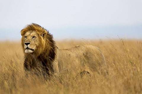 Trophy hunting by itself might be sustainable, but not when added to a background of poaching, habitat loss and retaliatory killing, writes Creel (Photo credit: iStock)