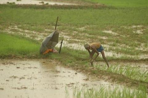 Eighty-five per cent of small and marginal farmers depend on market borrowing from money lenders at 2 per cent interest per month
Credit: Agnimirh Basu
