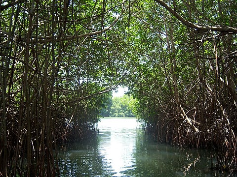 Destruction of coral reefs is often looked upon as a reason of mangrove die-offs. Credit: SEMARNAT/ Flicker