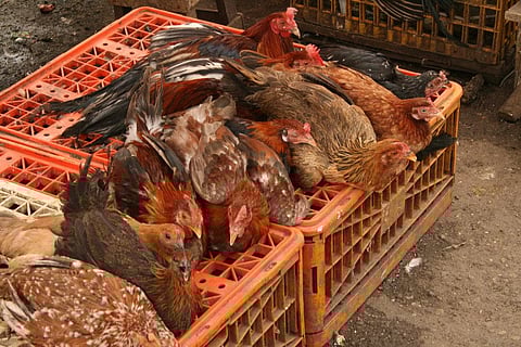 Cameroon’s national veterinary laboratory confirmed that the deaths were linked to avian influenza Credit: Laughlin Elkind/ Flicker