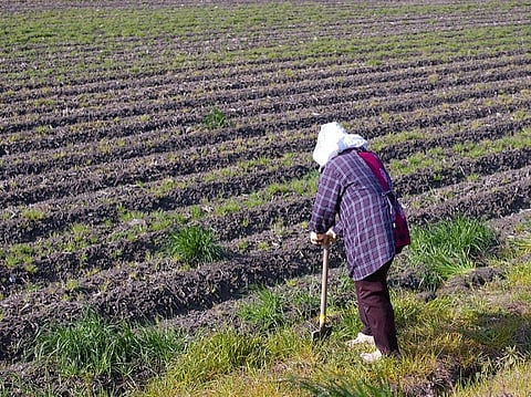 A new FAO study says that participation of women is more pronounced in activities that involve time as well as physical labour in the agriculture sector
Credit: Tamaki Sono/Flickr