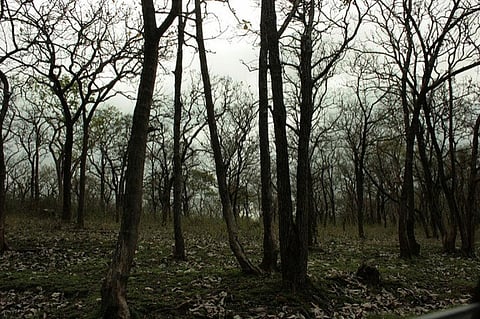 The latest report dated 2015 shows that the highest forest cover can be noted in Mizoram (88.93 per cent) followed by Lakshadweep (84.56 per cent), Andaman and Nicobar Islands (81.84 per cent) and Arunachal Pradesh (80.30 per cent)
Credit: Swaminathan/Flickr