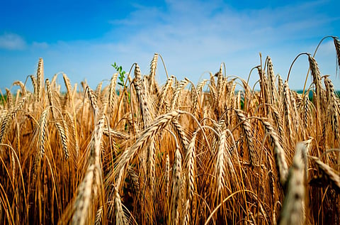 A wheat field Credit: Flickr
