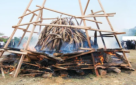 Kenya burned 105 tonnes of ivory confiscated from smugglers and poachers, an action denounced by Bostwana as wrong and wasteful (Credit: IFAW)
