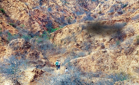 Ravines around Bhindwa
village in Morena district.
Ravines along the Chambal
river are expanding and
becoming deeper (Photo: Rakesh Nair)
