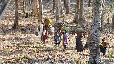 Beehives have disappeared from the forest adjoining Jabarra village in Chhattisgarh. Mahua flower collection is also dismally low (Photo: Purushottam Singh Thakur)