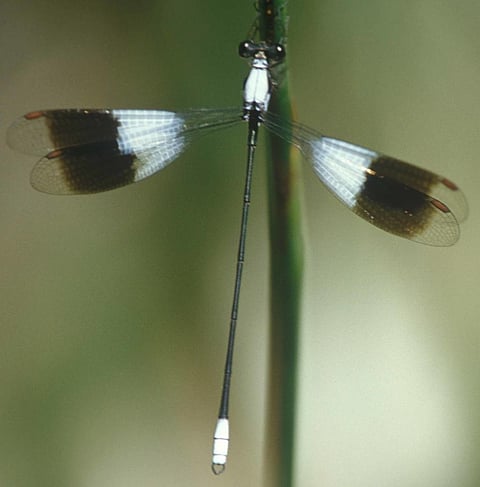Dragonflies, like the white malachite, are excellent candidates for water assessment. (Photo credit: Michael Samways)