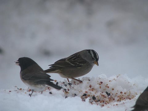 The Canadian and Russian Arctic islands may be the last refuges these species have. Credit: Christopher/Flicker
