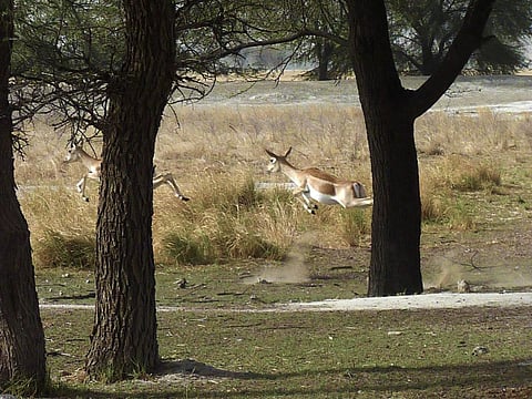 Most of the poaching cases are either not reported or attributed to ‘non-suspicious’ factors. Credit: Archit Ratan/Flicker