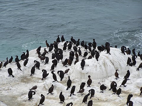 Avian influenza or bird flu is a viral infection that spread primarily from direct contact between healthy and infected birds (Credit: Ahmad Tarek/Flickr)