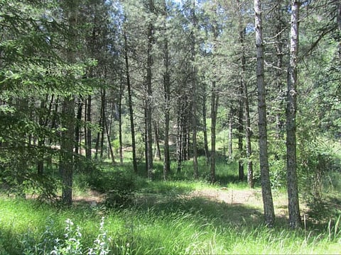 Credit: Ajay Kumar Saxena