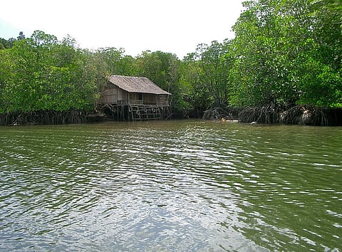 Indonesia is home to 22.6 per cent of all mangroves in the world Credit: Kento Ikeda / Flicker